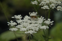 Daucus carotaPeen bestellen